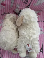 Lamb Chop, a female Maltipoo for sale in Valparaiso, IN – Photo 4 of 4