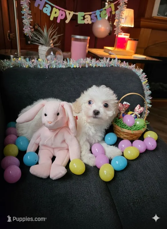 Lamb Chop – Maltipoo puppy for sale in Valparaiso, IN