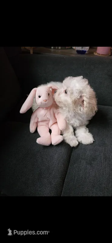 Lamb Chop – Maltipoo puppy for sale in Valparaiso, IN
