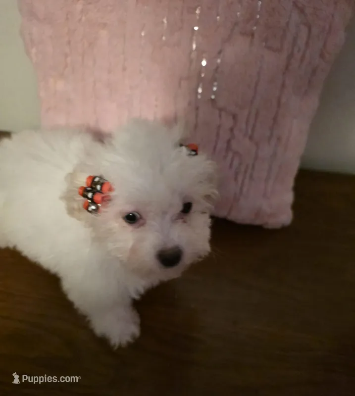 Lamb Chop – Maltipoo puppy for sale in Valparaiso, IN