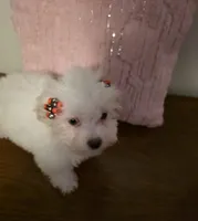Lamb Chop, a female Maltipoo for sale in Valparaiso, IN – Photo 1 of 5