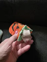 Buttons, a male Maltese for sale in Valparaiso, IN – 3 of 7