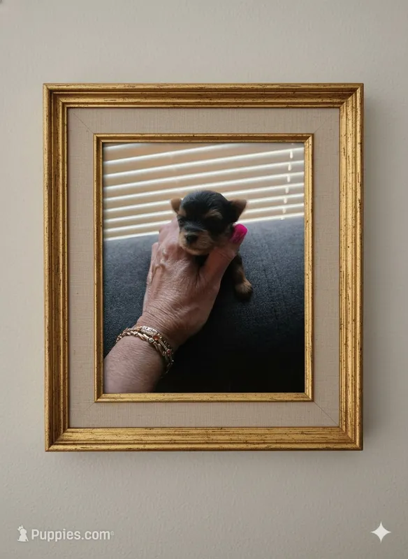 AKC NUGGET  – Yorkshire Terrier puppy for sale in Valparaiso, IN