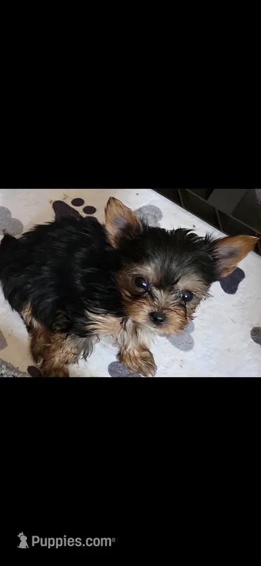 AKC NUGGET (Teacup) – Yorkshire Terrier puppy for sale in Valparaiso, IN