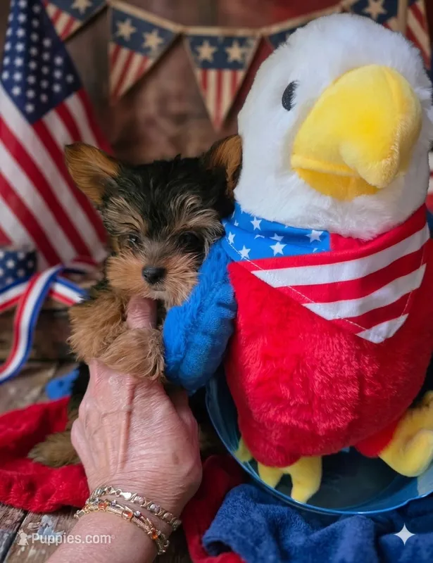 AKC Midnight (Teacup) – Yorkshire Terrier puppy for sale in Valparaiso, IN
