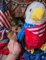 AKC Midnight (Teacup), a male Yorkshire Terrier for sale in Valparaiso, IN – 1 of 8