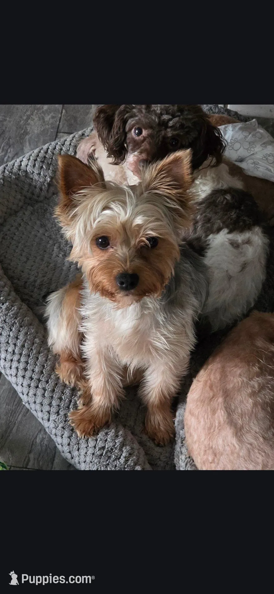 AKC RAVEN, a female Yorkshire Terrier for sale in Valparaiso, IN – Photo 6 of 6