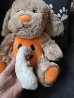 AKC Peaches , a female Poodle - Toy  for sale in Valparaiso, IN – 4 of 6