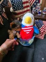 AKC Midnight (Teacup), a male Yorkshire Terrier for sale in Valparaiso, IN – 2 of 8