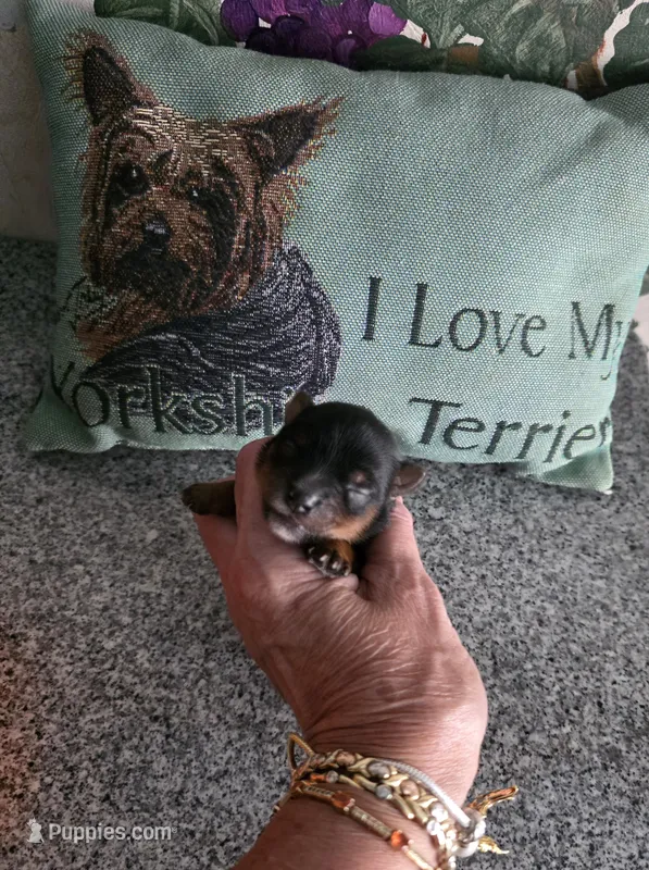 Midnight – Yorkshire Terrier puppy for sale in Valparaiso, IN