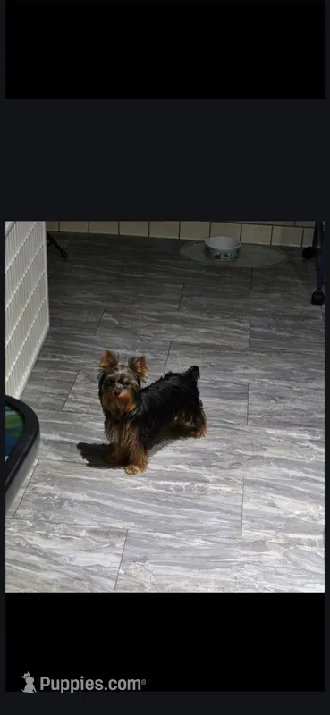 AKC Midnight (Teacup) – Yorkshire Terrier puppy for sale in Valparaiso, IN