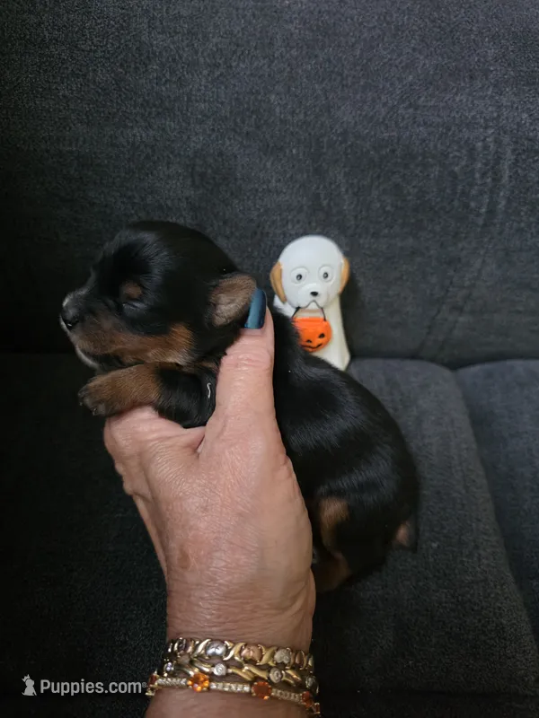 Midnight – Yorkshire Terrier puppy for sale in Valparaiso, IN