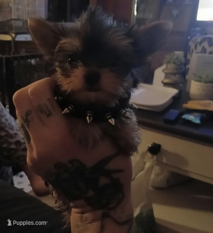 AKC Puppy (Teacup) – Yorkshire Terrier puppy for sale in Valparaiso, IN