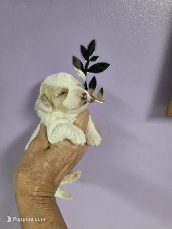 AKC ZERO (Tiny) – Poodle - Toy  puppy for sale in Valparaiso, IN