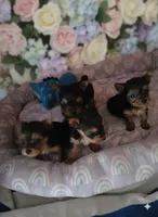 AKC Midnight (Teacup), a male Yorkshire Terrier for sale in Valparaiso, IN – 4 of 6