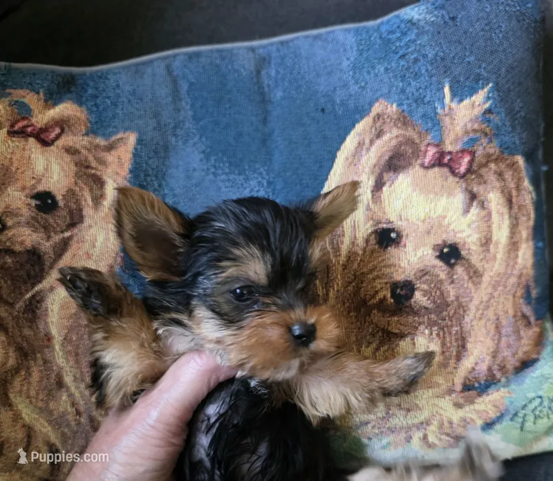 Roxie – Yorkshire Terrier puppy for sale in Valparaiso, IN