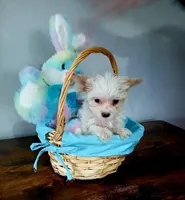 AKC TINY , a female Yorkshire Terrier for sale in Valparaiso, IN – Photo 2 of 3