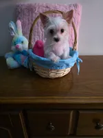 AKC TINY , a female Yorkshire Terrier for sale in Valparaiso, IN – Photo 2 of 5