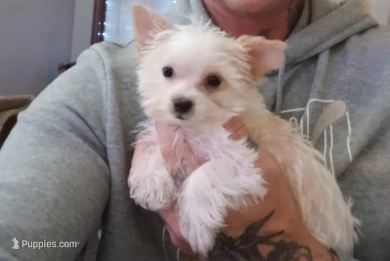 AKC TINY  – Yorkshire Terrier puppy for sale in Valparaiso, IN