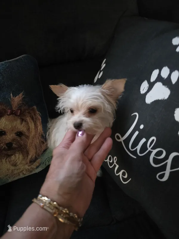 AKC TINY  – Yorkshire Terrier puppy for sale in Valparaiso, IN