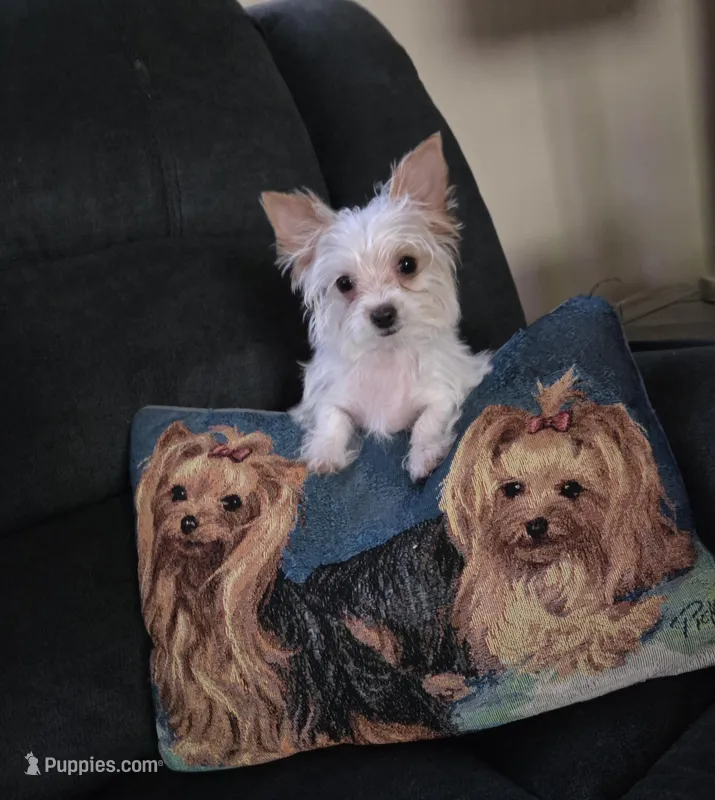 AKC TINY  – Yorkshire Terrier puppy for sale in Valparaiso, IN