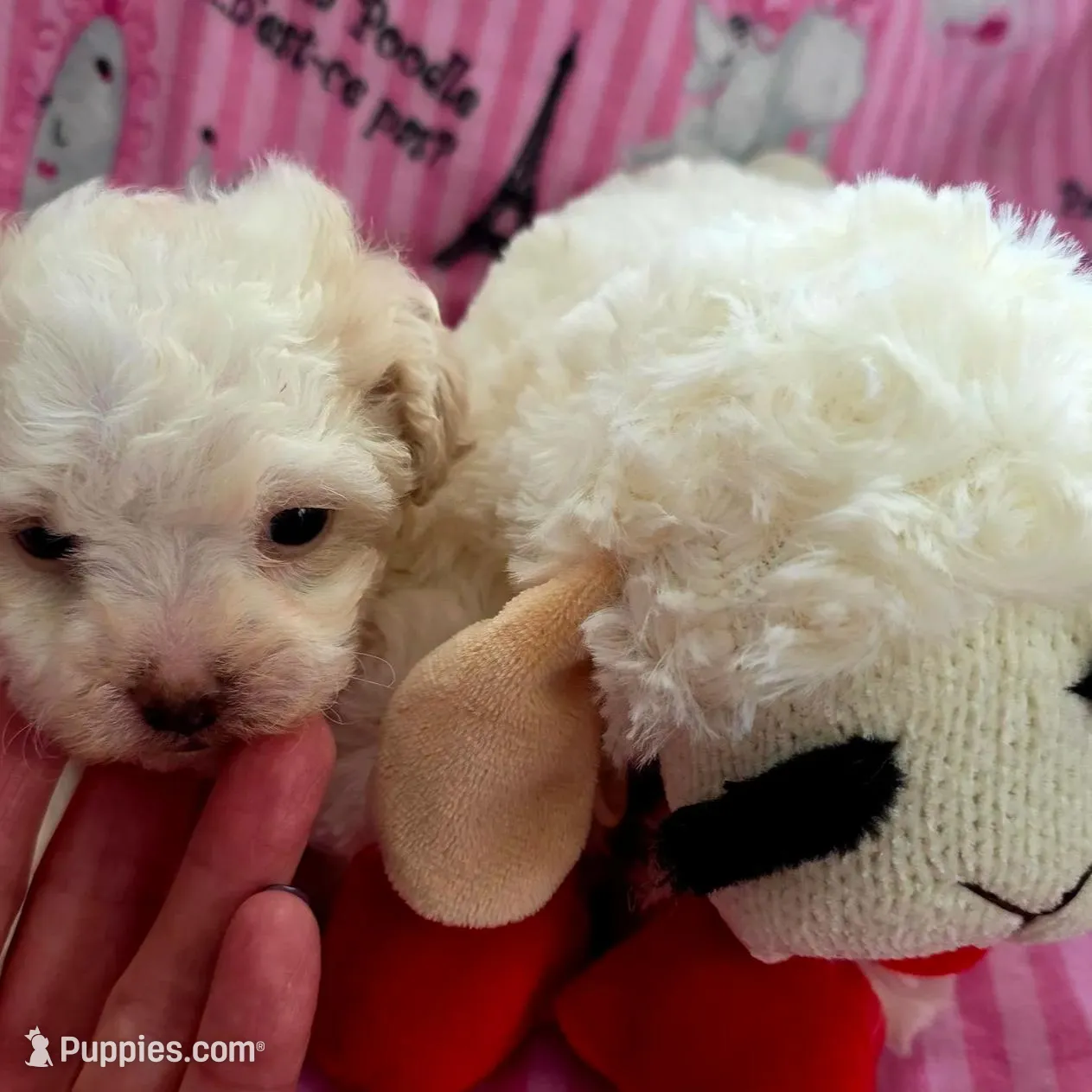Lamb Chop, a female Maltipoo for sale in Valparaiso, IN – Photo 2 of 4
