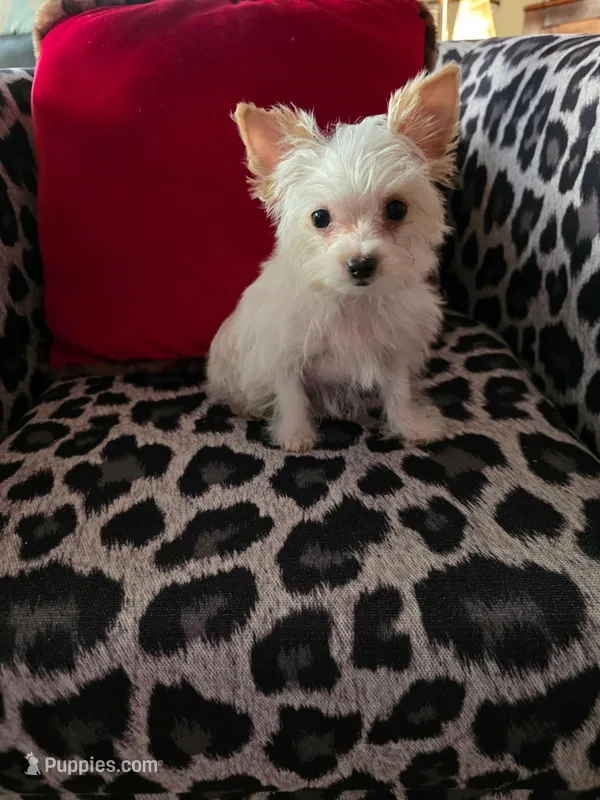 AKC TINY  – Yorkshire Terrier puppy for sale in Valparaiso, IN