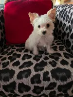 AKC TINY , a female Yorkshire Terrier for sale in Valparaiso, IN – Photo 4 of 5