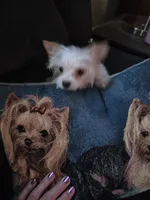 AKC TINY , a female Yorkshire Terrier for sale in Valparaiso, IN – Photo 5 of 5