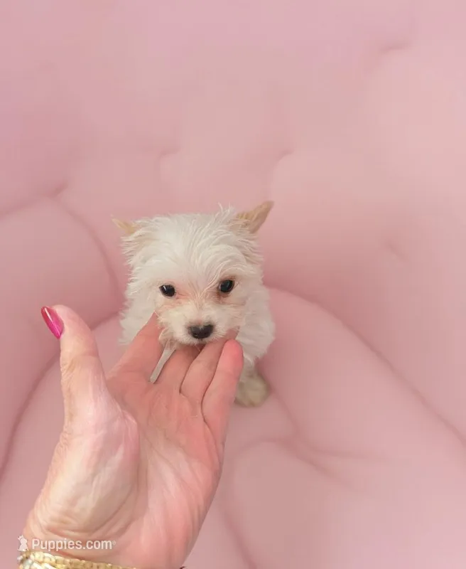AKC TINY  – Yorkshire Terrier puppy for sale in Valparaiso, IN