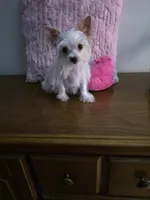 AKC TINY , a female Yorkshire Terrier for sale in Valparaiso, IN – Photo 3 of 5