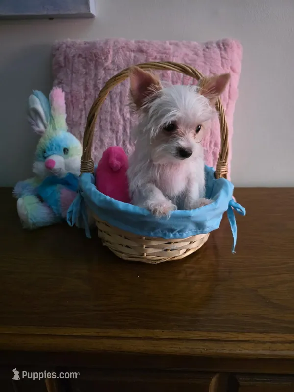 AKC TINY  – Yorkshire Terrier puppy for sale in Valparaiso, IN