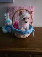 AKC TINY , a female Yorkshire Terrier for sale in Valparaiso, IN – Photo 1 of 5