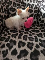 AKC TINY , a female Yorkshire Terrier for sale in Valparaiso, IN – Photo 5 of 5