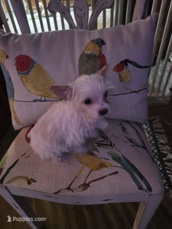 AKC TINY  – Yorkshire Terrier puppy for sale in Valparaiso, IN