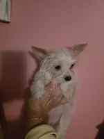 AKC TINY , a female Yorkshire Terrier for sale in Valparaiso, IN – Photo 4 of 5