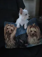 AKC TINY , a female Yorkshire Terrier for sale in Valparaiso, IN – Photo 2 of 5