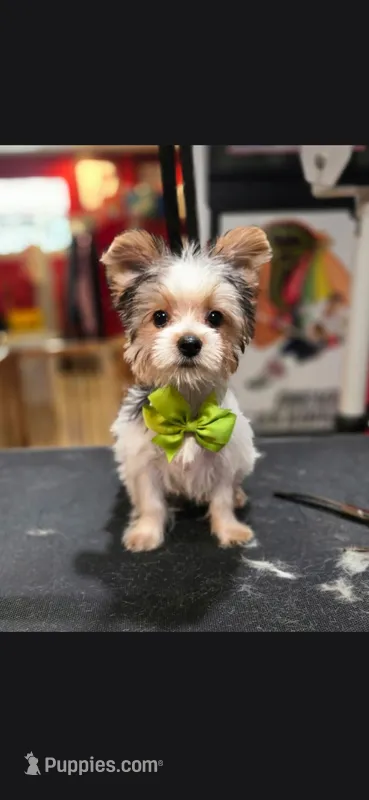 Max – Yorkshire Terrier puppy for sale in Valparaiso, IN