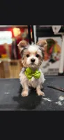 Max, a male Yorkshire Terrier for sale in Valparaiso, IN – 1 of 2