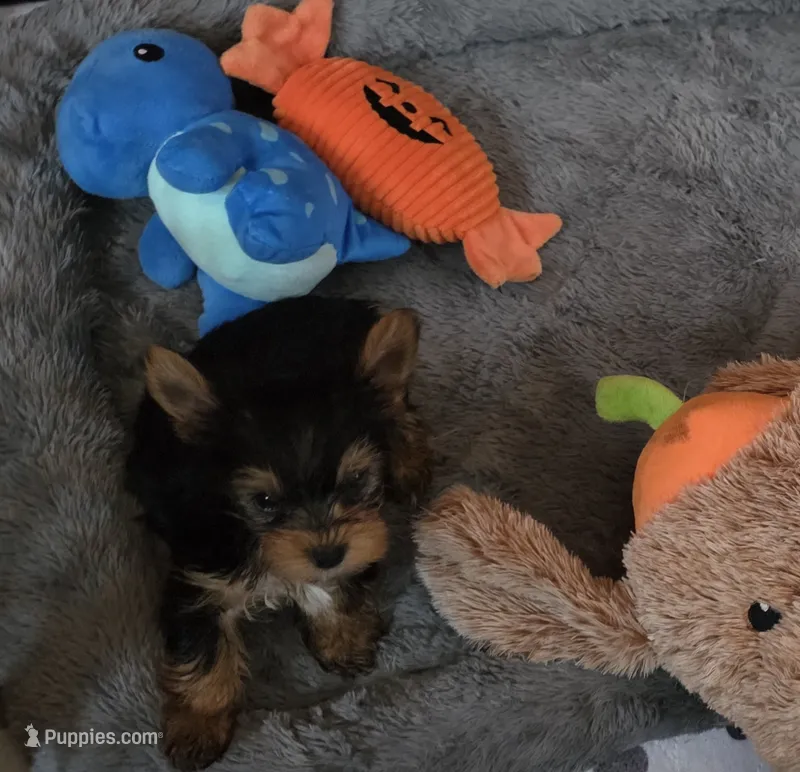 Roxie – Yorkshire Terrier puppy for sale in Valparaiso, IN