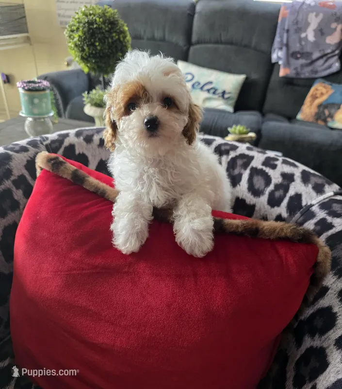 CKC HALO – Poodle - Toy  puppy for sale in Valparaiso, IN