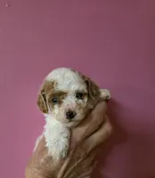 Teacup, a female Poodle - Toy  for sale in Valparaiso, IN – Photo 1 of 2