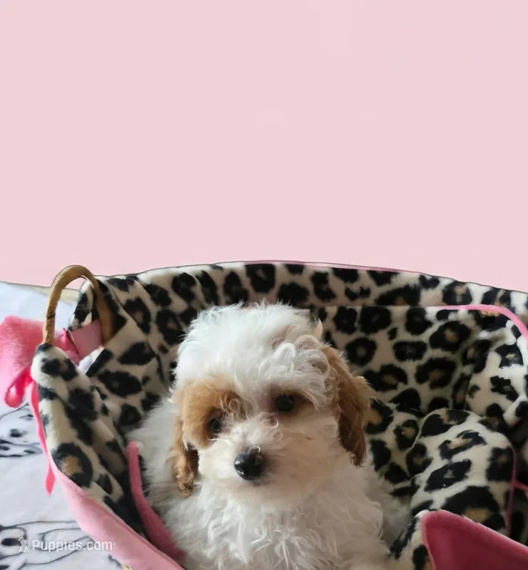 CKC HALO – Poodle - Toy  puppy for sale in Valparaiso, IN