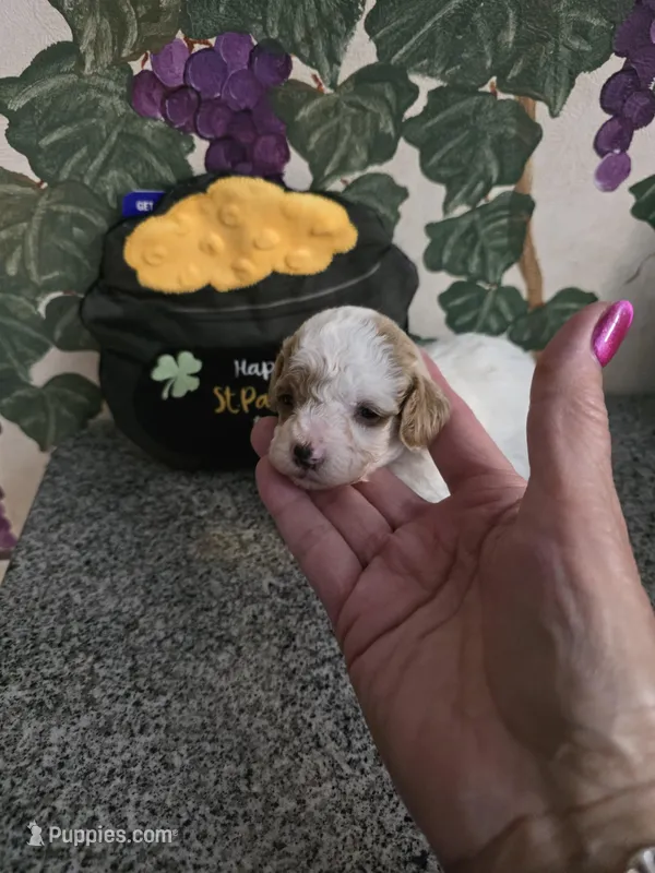 Dottie – Poodle - Toy  puppy for sale in Valparaiso, IN
