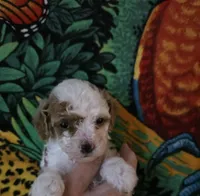Teacup, a female Poodle - Toy  for sale in Valparaiso, IN – Photo 2 of 2