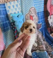 HALO, a female Poodle - Toy  for sale in Valparaiso, IN – Photo 1 of 5