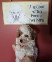 HALO, a female Poodle - Toy  for sale in Valparaiso, IN – Photo 4 of 5