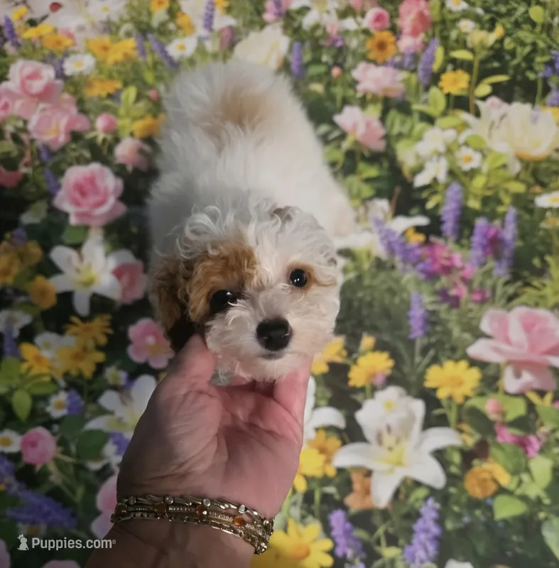 CKC HALO – Poodle - Toy  puppy for sale in Valparaiso, IN