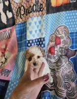 HALO, a female Poodle - Toy  for sale in Valparaiso, IN – Photo 5 of 5