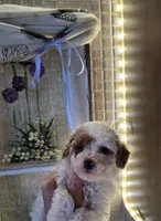 HALO, a female Poodle - Toy  for sale in Valparaiso, IN – Photo 3 of 5